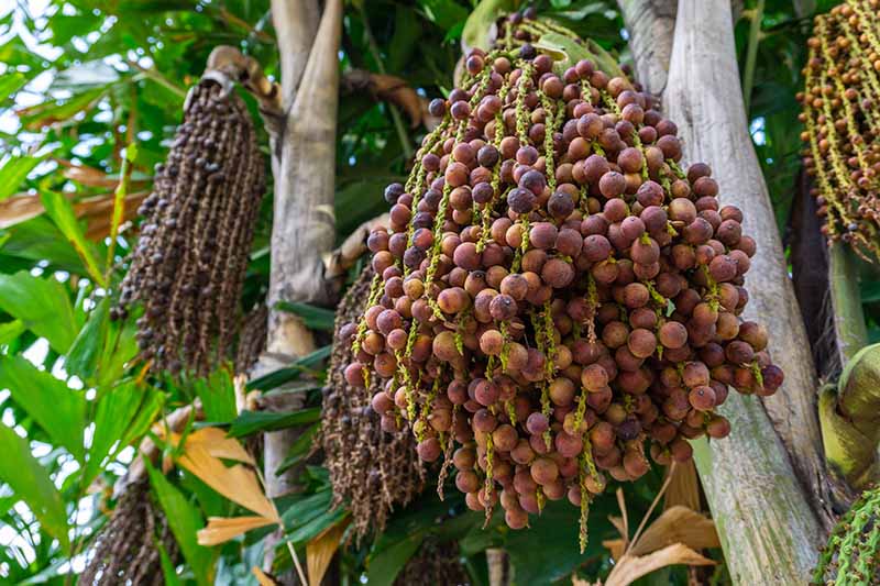 تصویر افقی نزدیک از یک خوشه بزرگ از میوه‌های کاریوتا میتیس که از درخت در حال رشد در فضای باز آویزان شده‌اند.