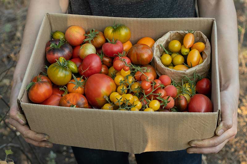 تصویر افقی نزدیک از باغبانی که جعبه مقوایی پر از گوجه‌فرنگی تازه برداشت شده در همه اشکال و اندازه‌ها را در دست دارد.