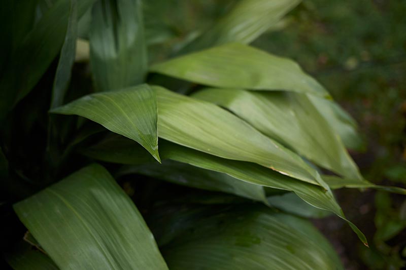 تصویر افقی نزدیک از شاخ و برگ سبز تیره Aspidistra elatior در حال رشد در خارج از منزل که بر روی پس‌زمینه فوکوس ملایم تصویر شده است.