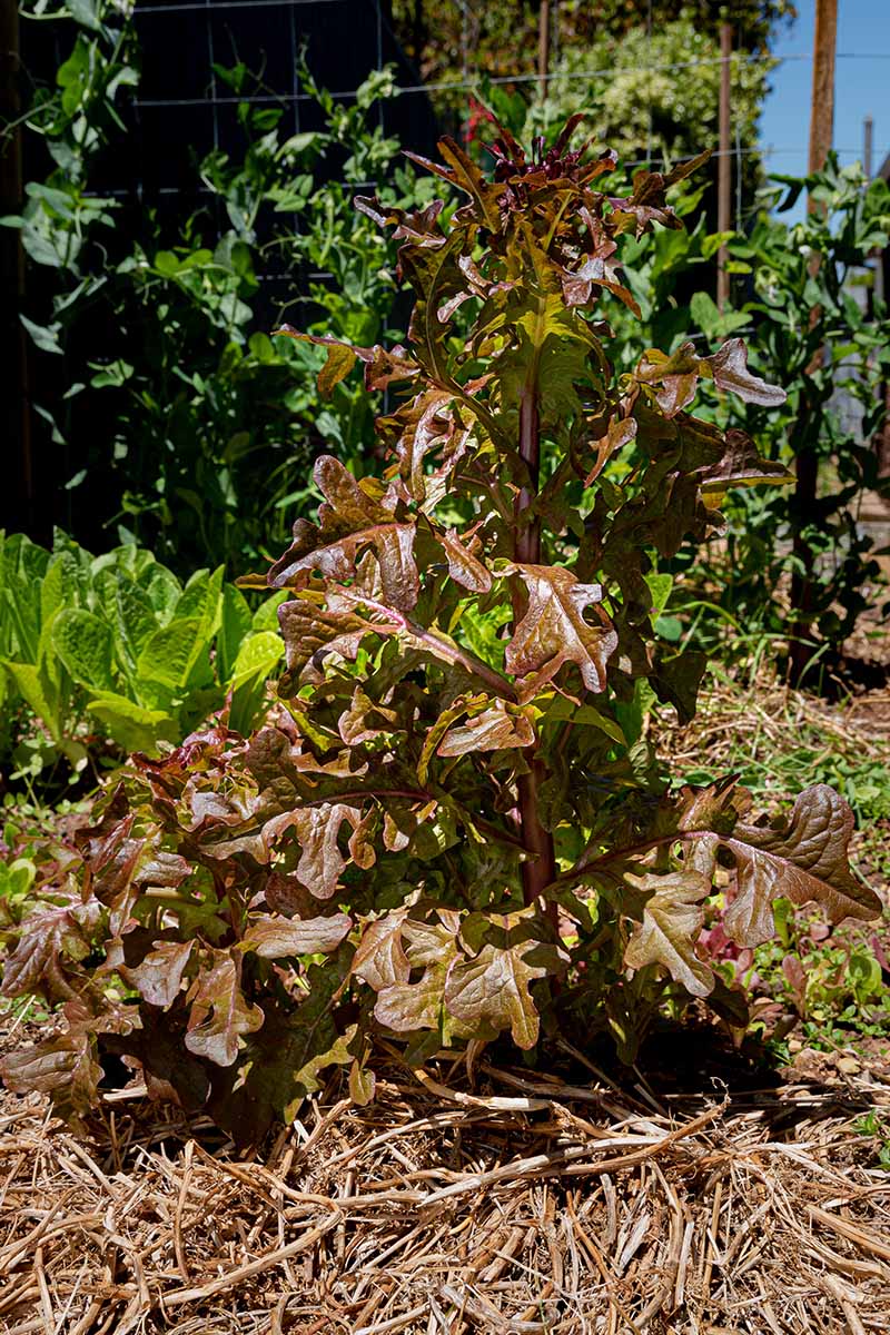 تصویر عمودی نزدیک از یک گیاه کاهوی قرمز که در زیر نور آفتاب پررنگ شده است و به دانه تبدیل شده است.