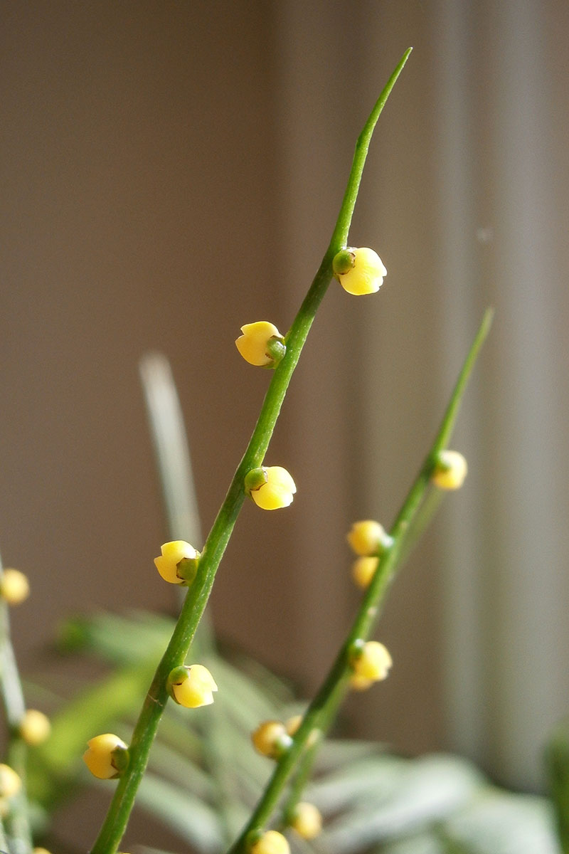 تصویر عمودی نزدیک از گل‌های ماده زرد کوچک روی نخل سالنی که در داخل خانه رشد می‌کنند.