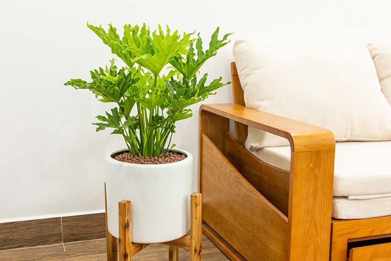 تصویر افقی نزدیک از یک درخت کوچک فیلودندرون که در یک ظرف گرد سفید روی پایه کنار مبل چوبی قرار گرفته است.