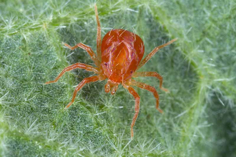 تصویر افقی نزدیک از کنه عنکبوتی قرمز که از برگ گیاه تغذیه می کند.