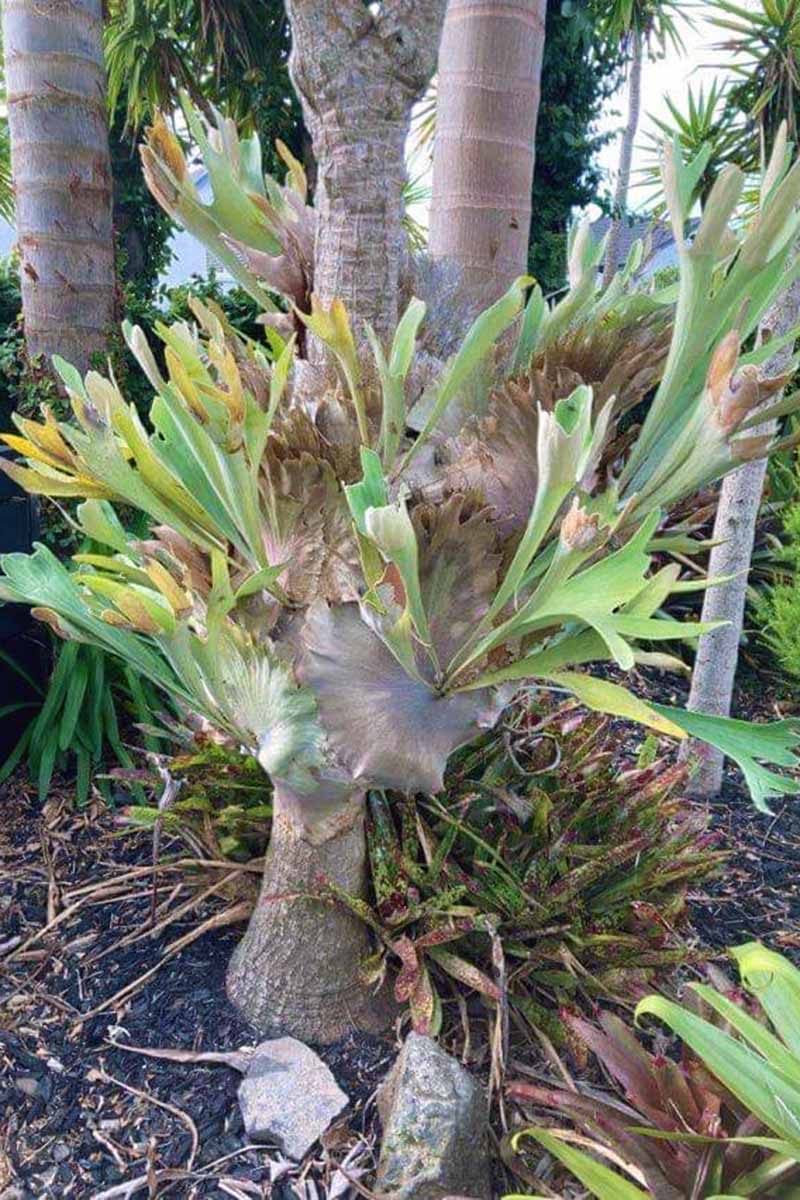 تصویر عمودی نزدیک از یک سرخس نر که به صورت افیفیتیک روی یک درخت کلم در باغ نیمه گرمسیری در نیوزیلند رشد می کند.