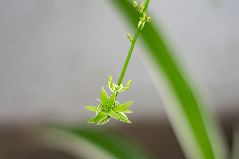 تصویر افقی نزدیک از یک گیاه عنکبوت کوچک جدید که از مادر آویزان شده است، در تصویر پس‌زمینه فوکوس نرم.