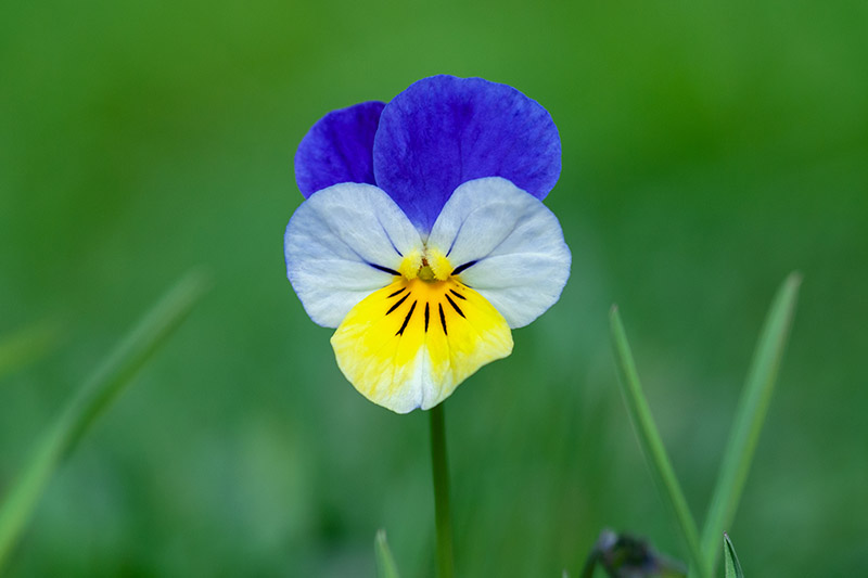 تصویر افقی نزدیک از یک گل بنفش سه رنگ آبی، سفید و زرد جدا شده روی پس‌زمینه سبز.