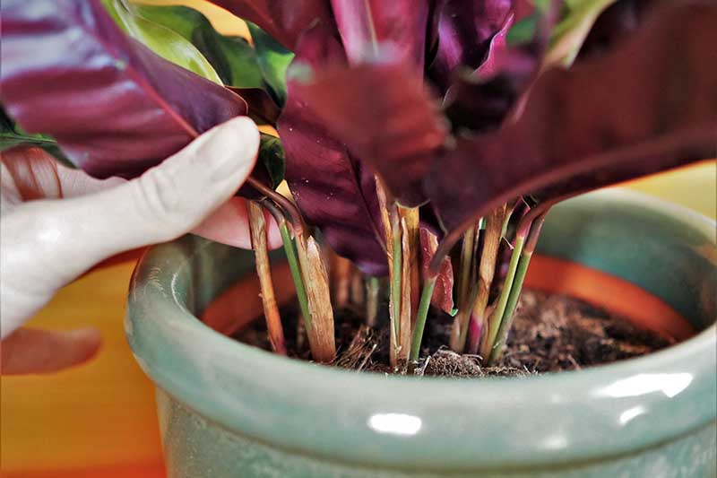 تصویر افقی نزدیک دست از سمت چپ کادر که ساقه‌های یک گیاه مار زنگی را نشان می‌دهد که در گلدان سرامیکی رشد می‌کند.
