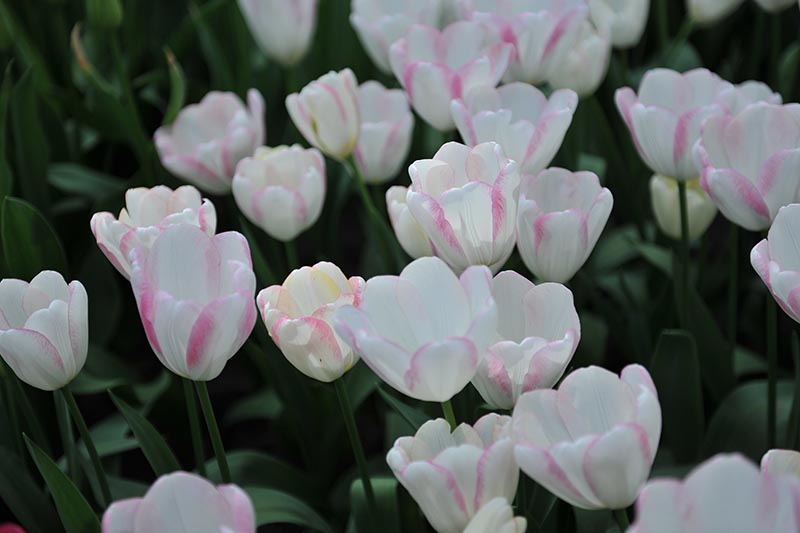 تصویر افقی نزدیک از گل‌های لاله صورتی و سفید «گریسلند» که در باغ رشد می‌کنند، روی یک پس‌زمینه فوکوس نرم.