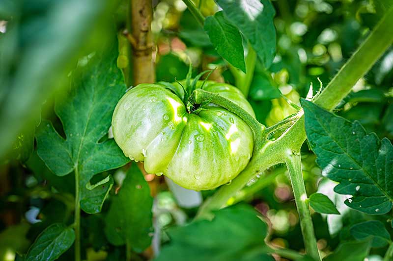 تصویر افقی نزدیک از یک گوجه سبز نارس که روی درخت انگور با قطرات آب روی سطح میوه رشد می کند.
