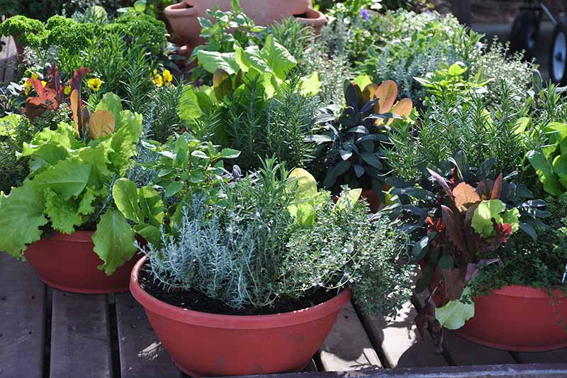 تصویر افقی نزدیک از گیاهان و سبزیجات در حال رشد در گلدان روی یک عرشه چوبی که در زیر نور آفتاب به تصویر کشیده شده است.