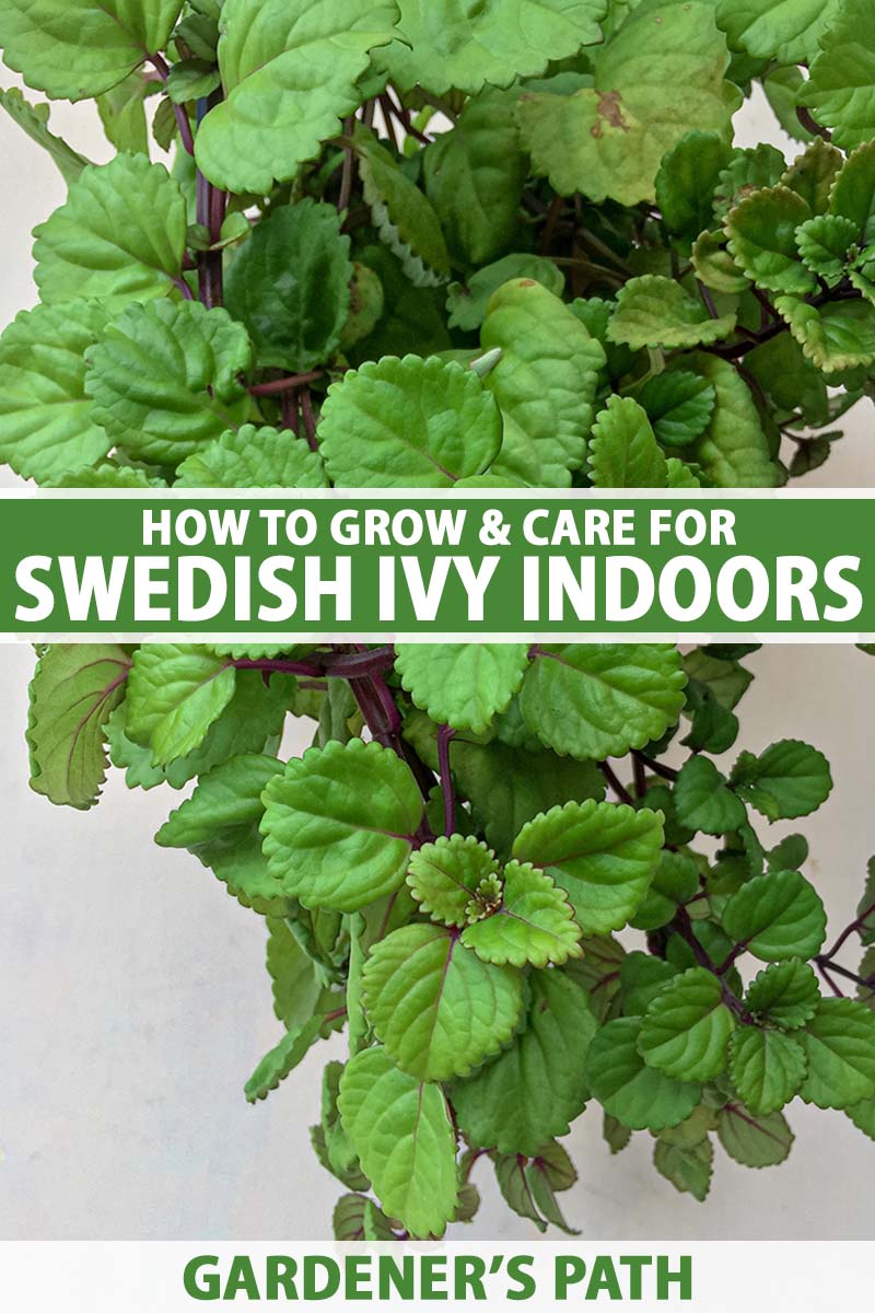 تصویر عمودی نزدیک از یک گیاه آپارتمانی پیچک سوئدی که در یک سبد آویزان رشد می کند.  در مرکز و پایین کادر، متن سبز و سفید چاپ شده است.