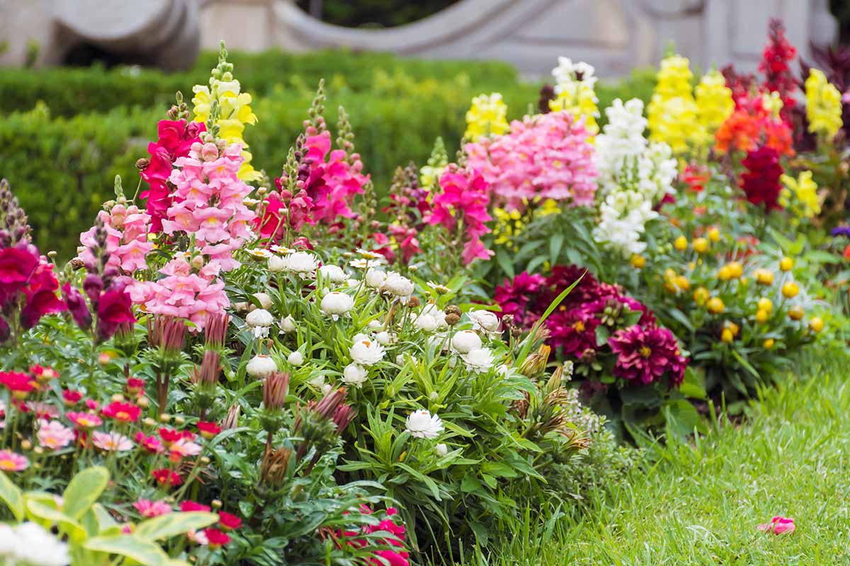 تصویر افقی نزدیک از حاشیه باغ با انواع گل های مختلف از جمله اسنپدراگون های رنگی مختلف.