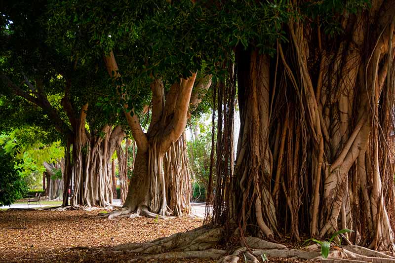 تصویری افقی از درختان بانیان بزرگ (Ficus benjamina) که در فضای باز رشد می کنند.