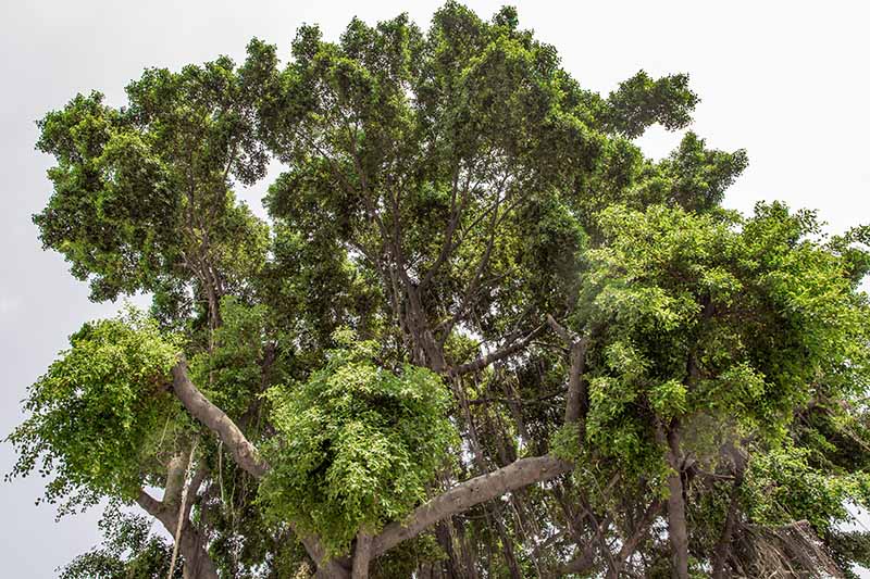 تصویری افقی از تاج درخت بزرگ انجیر گریان (Ficus benjamina) که در فضای باز رشد می کند.