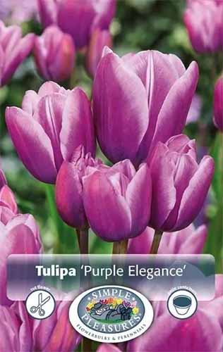 یک تصویر عمودی نزدیک از یک بسته لامپ Tulipa 'Purple Elegance'.