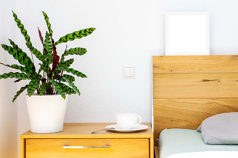 تصویر افقی نزدیک از گیاه مار زنگی (Goeppertia insignis) که در یک ظرف سفید روی میز کناری اتاق خواب با برش چای در کنار آن رشد می کند.