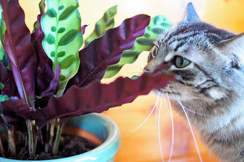 تصویر افقی نزدیک از یک گیاه دعا با یک گربه خاکستری.