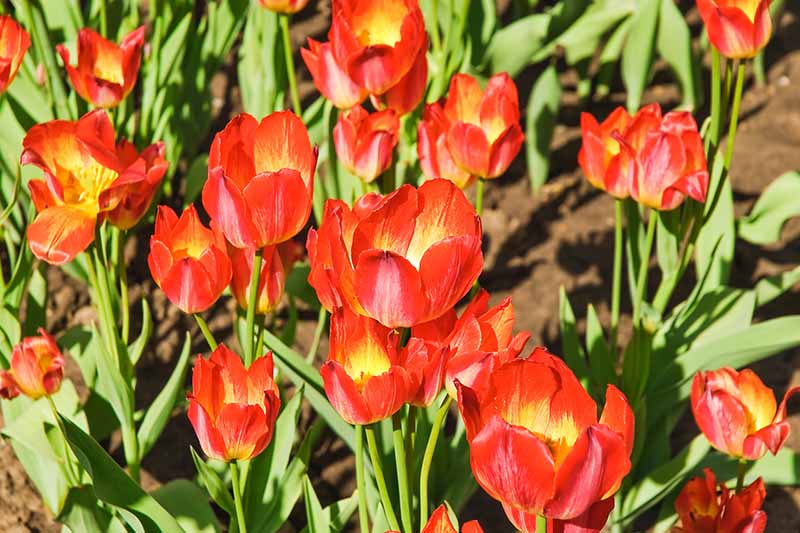 تصویر افقی نزدیک از گل‌های «فلورت» قرمز و زرد روشن که در باغ در حال رشد هستند، در زیر نور آفتاب روشن.