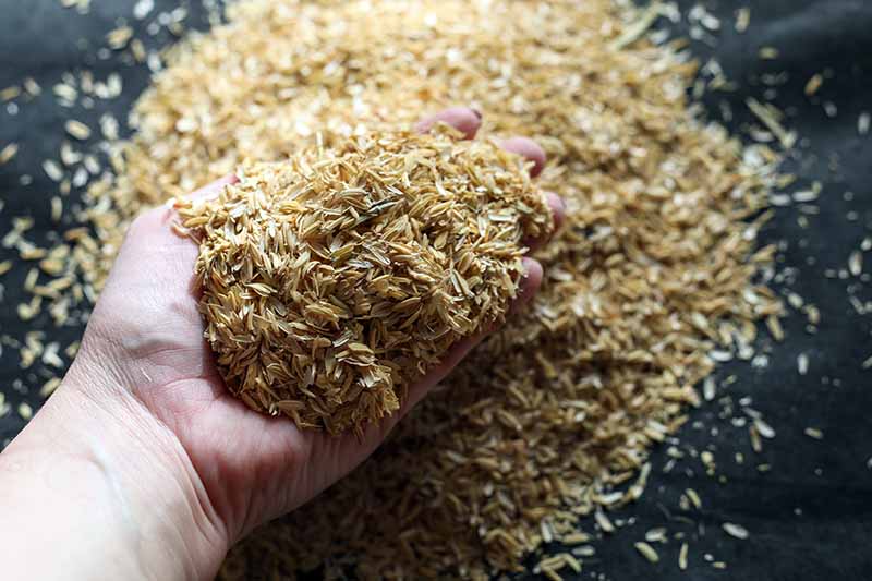 تصویری افقی نزدیک از دستی که از پایین کادر در حال برداشتن یک مشت پوسته برنج است.