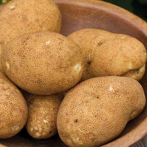 تصویر مربع نزدیک از یک کاسه Solanum tuberosum "Rio Grande Russet".