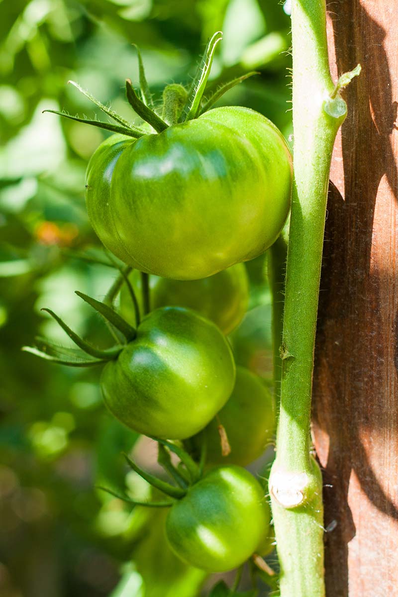 تصویر عمودی نزدیک از گوجه‌فرنگی نارس سبز در حال رشد روی درخت انگور که در زیر نور آفتاب فیلتر شده روی پس‌زمینه فوکوس ملایم تصویر شده است.