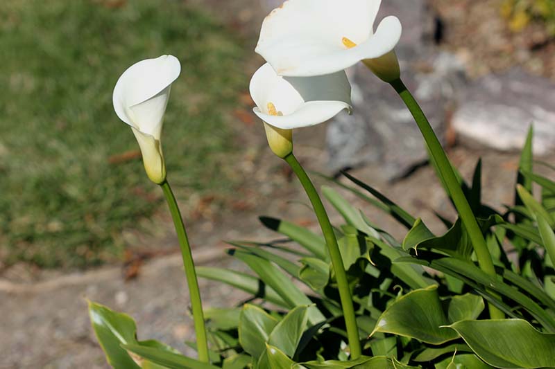 تصویر افقی نزدیک از نیلوفرهای کالای سفید که در باغ در حال رشد هستند و به سمت خورشید متمایل شده‌اند، روی یک پس‌زمینه فوکوس نرم.