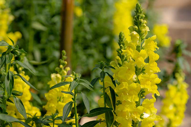 یک تصویر افقی نزدیک از گل‌های زرد در حال رشد در باغ که در پس‌زمینه‌ای با فوکوس ملایم تصویر شده است.