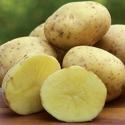 یک تصویر مربع نزدیک از Solanum tuberosum 'Yukon Gold' در یک توده که یکی از آنها از وسط بریده شده است.