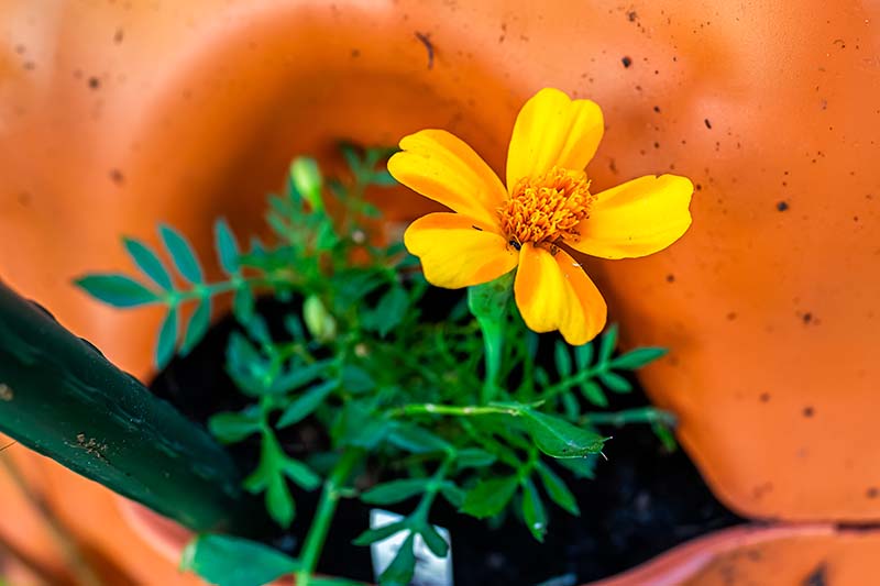 یک تصویر افقی نزدیک از یک گل کوچک زرد "بامبینو" در حال رشد در ظرف نارنجی.