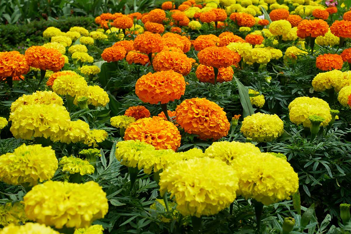 تصویر افقی نزدیک از گل‌های گل همیشه بهار به رنگ نارنجی و زرد روشن که به طور انبوه در باغ رشد می‌کنند.
