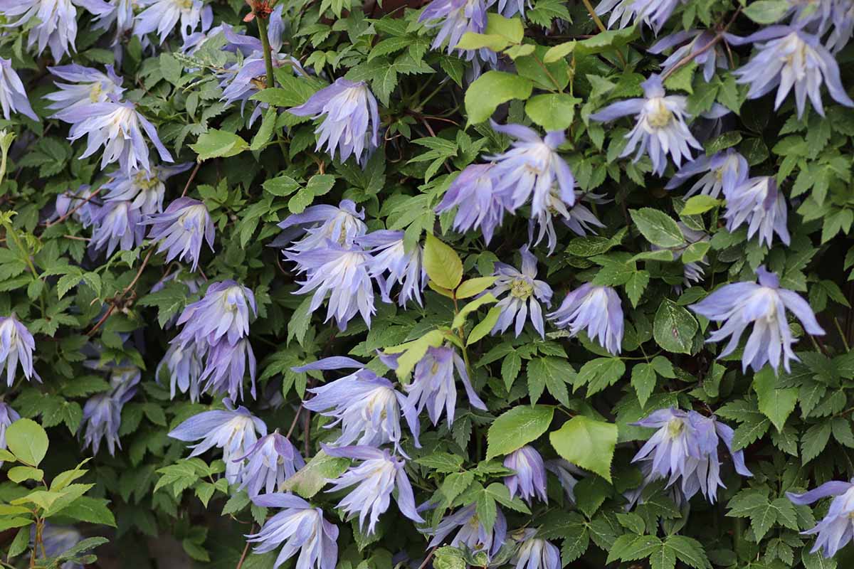 تصویر افقی نزدیک از گل‌های آبی روشن کلماتیس «میدول هال» که در باغ رشد می‌کنند.