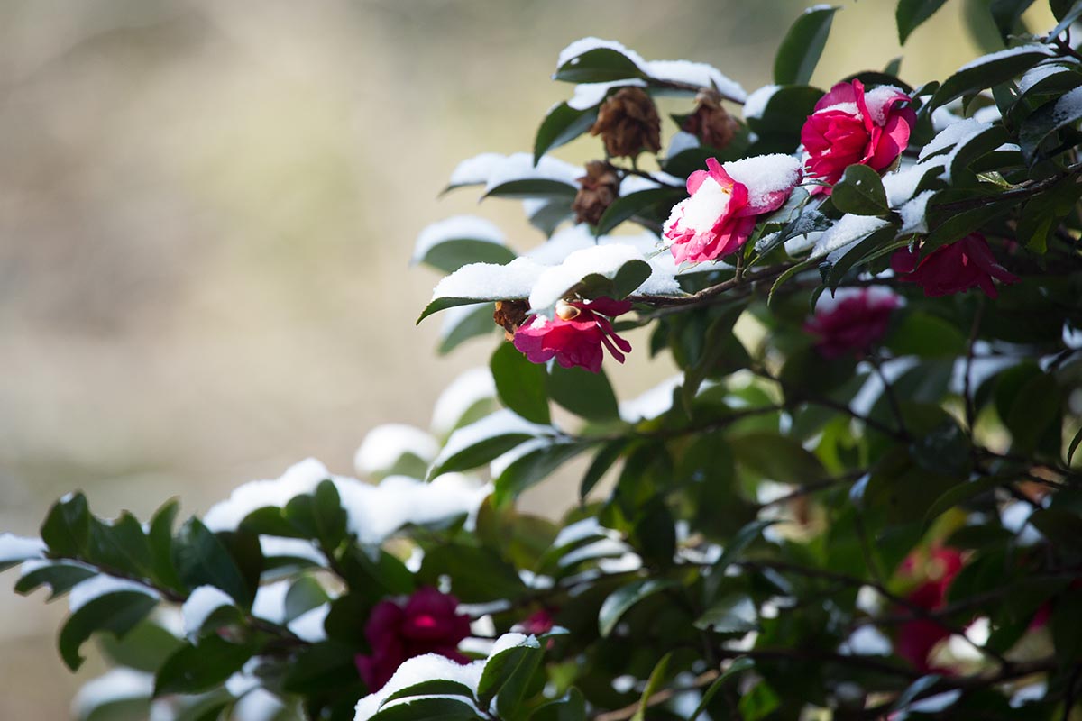 تصویر افقی نزدیک از گیاه کاملیا گلدار در حال رشد در باغ زمستانی با گرد و غبار ملایم برف، که در پس‌زمینه‌ای با فوکوس ملایم تصویر شده است.
