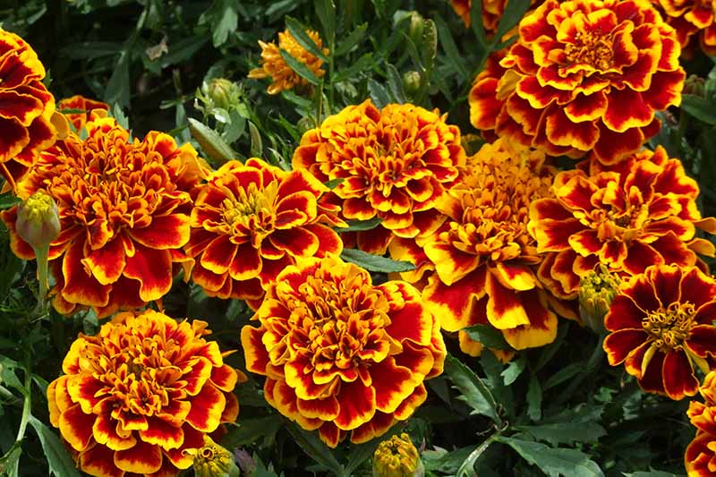 تصویری افقی نزدیک از گل همیشه بهار بزرگ و دو رنگ نارنجی خونی و زرد «گلد قرمز کلوسوس» در حال رشد در باغ.