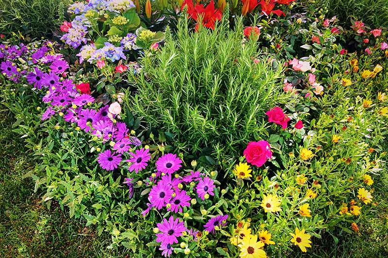 تصویر افقی نزدیک از یک تخت باغچه رنگارنگ که با انواع گل های مختلف کاشته شده است.