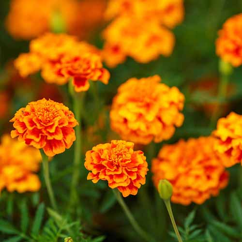 تصویر مربع نزدیک از گل همیشه بهار «فیستا» نارنجی شاد که در باغ رشد می‌کنند، روی پس‌زمینه‌ای با فوکوس نرم.