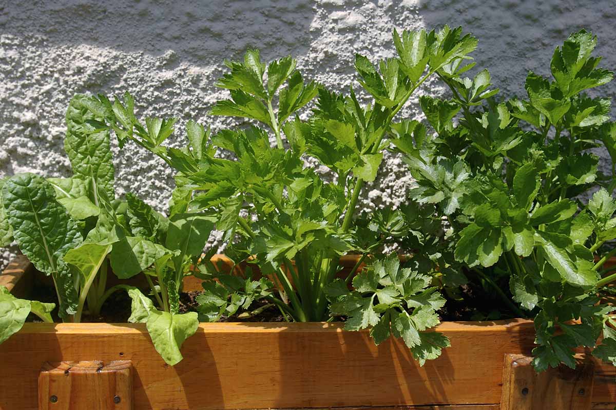 تصویر افقی نزدیک از کرفس و سایر سبزیجات در حال رشد در یک گلدان چوبی در فضای باز.