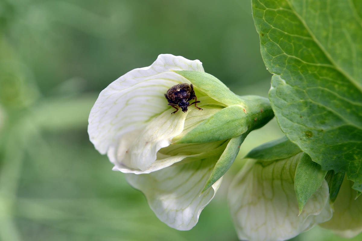 تصویر افقی نزدیک از یک حشره شپشک نخودی که گل سفیدی را هجوم می‌آورد که در پس‌زمینه‌ای با فوکوس ملایم تصویر شده است.