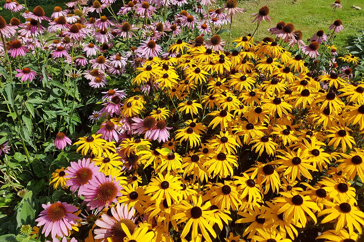تصویر افقی نزدیک از حاشیه باغ کاشته شده با سوزان‌های چشم سیاه بومی و گل‌های مخروطی که در زیر نور آفتاب به تصویر کشیده شده‌اند.