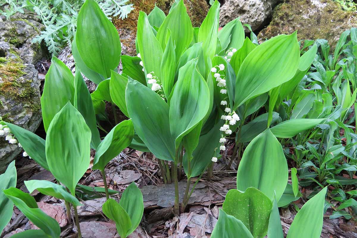 تصویر افقی نزدیک از گیاهان زنبق دره (Convallaria majalis) در شکوفه کامل.