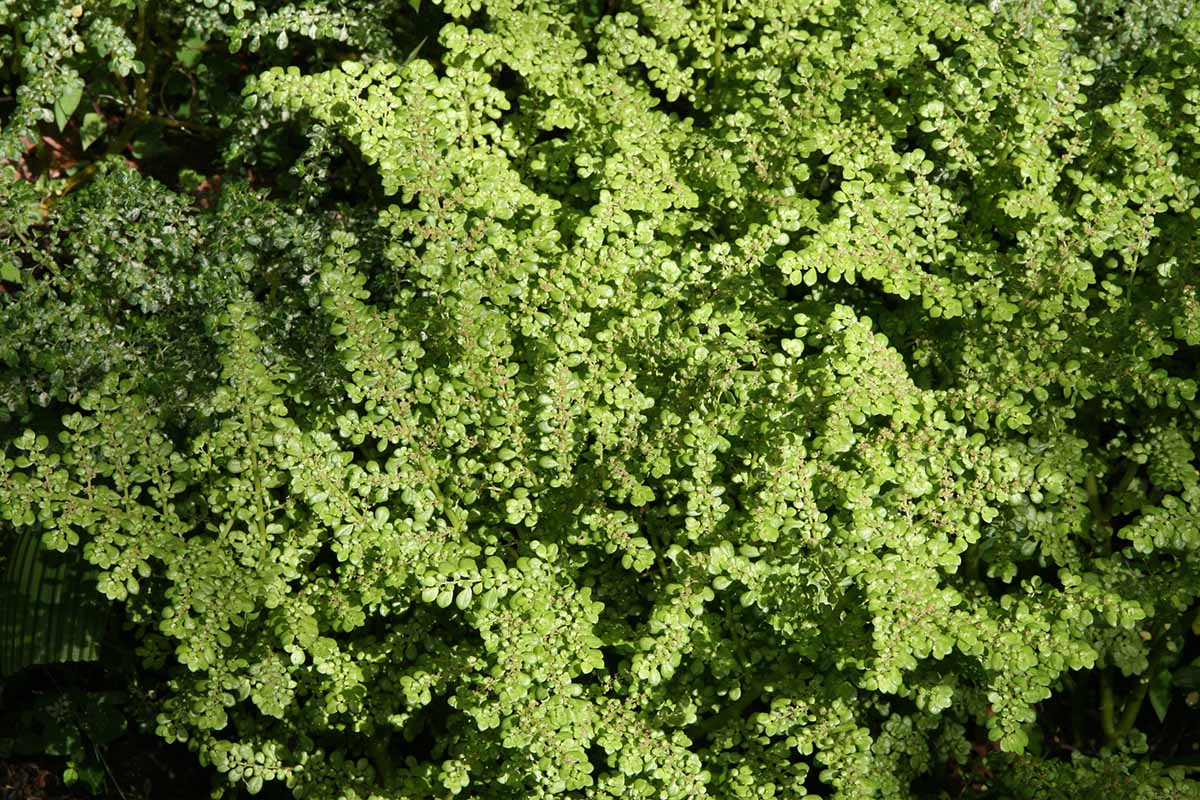 تصویر افقی نزدیک از شاخ و برگ سبز تیره گیاه توپخانه (Pilea microphylla) که در فضای باز رشد می کند.