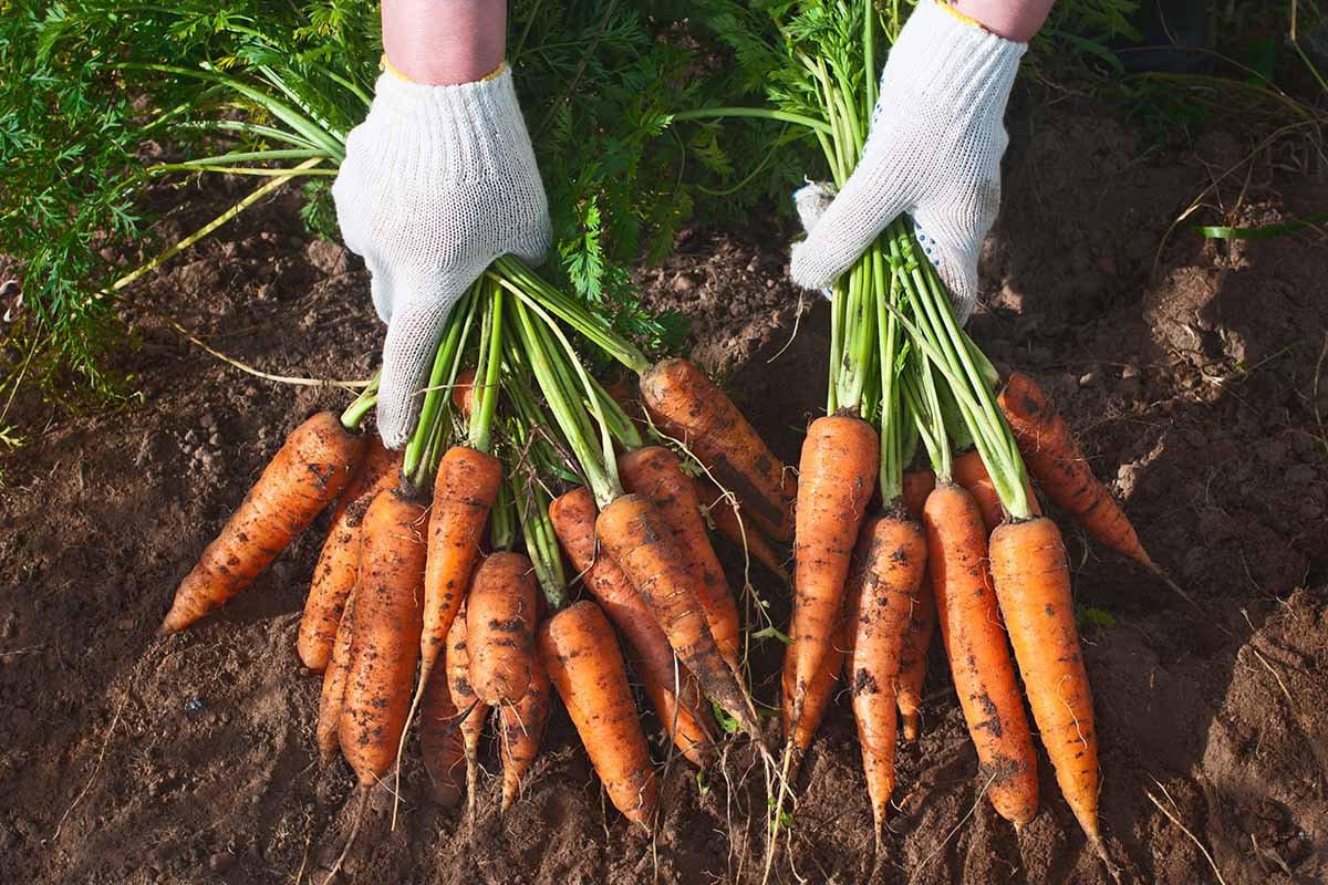 تصویر افقی نزدیک از دو دست از بالای قاب که دستکش‌های سفید باغبانی پوشیده‌اند و دو دسته بزرگ هویج تازه برداشت شده در دست دارند.