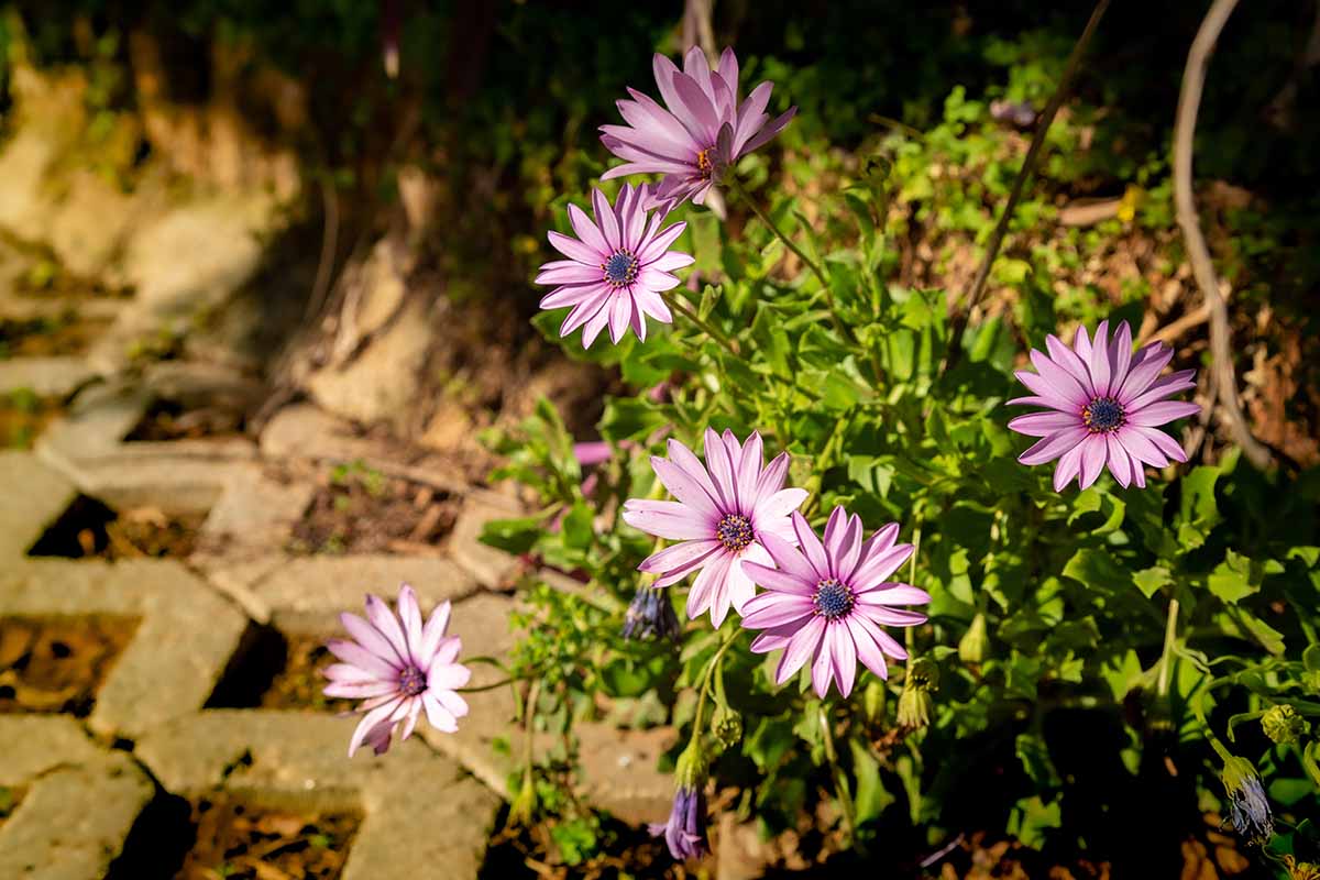 تصویر افقی نزدیک از گل‌های استئواسپرم به رنگ صورتی روشن که در کنار یک پیاده‌رو رشد می‌کنند که در زیر نور خورشید فیلتر شده است.