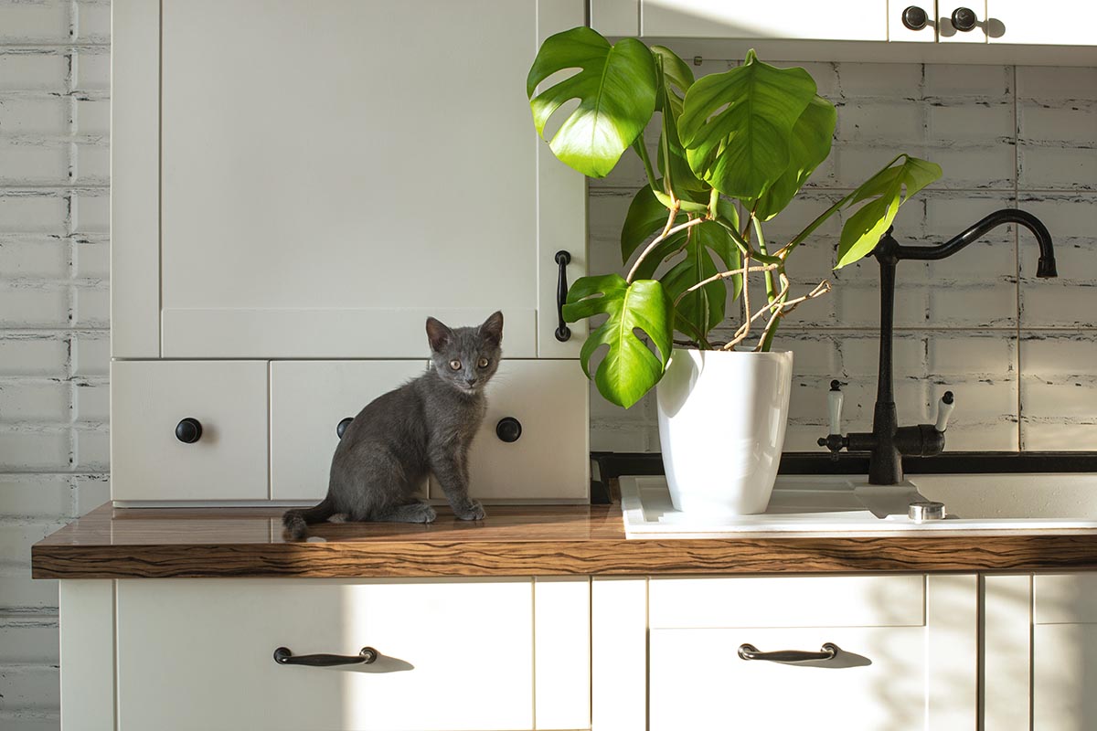 تصویر افقی نزدیک از یک گیاه آپارتمانی و یک گربه خاکستری کوچک روی میز آشپزخانه که در زیر نور آفتاب فیلتر شده است.