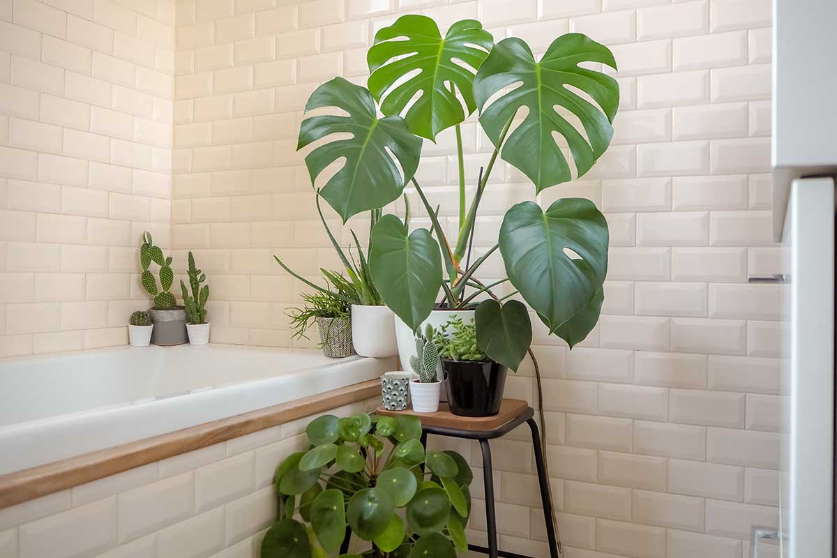 تصویر افقی نزدیک از یک گیاه هیولا بزرگ که در گلدانی در حمام با کاشی‌های مترو و سایر گیاهان آپارتمانی در پس‌زمینه رشد می‌کند.