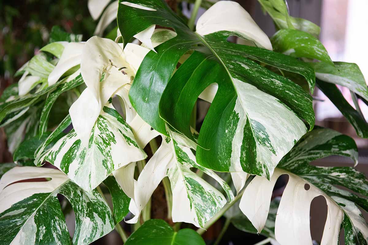 تصویر افقی نزدیک از Monstera deliciosa 'Variegata' با برگ‌های سبز و سفید پردار.