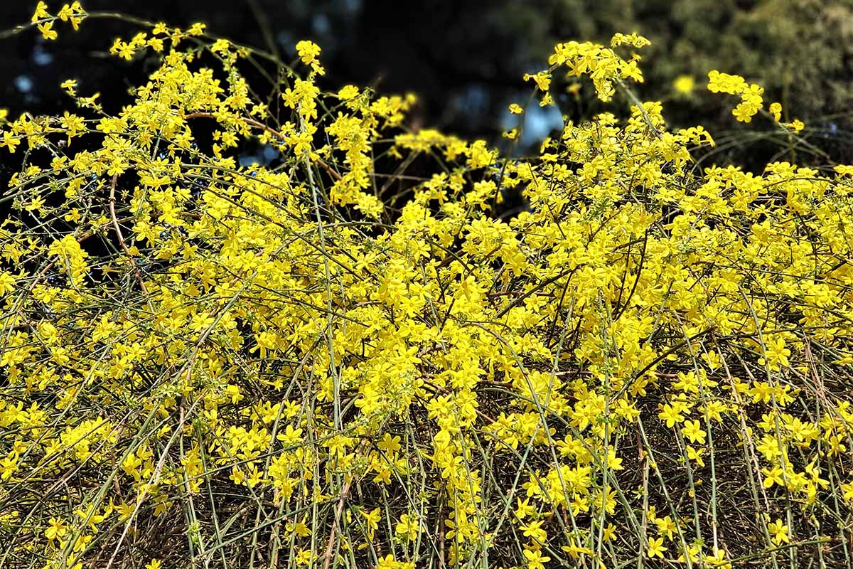 تصویر افقی نزدیک از یاس زمستانی (Jasminum nudiflorum) که در باغ در حال رشد است و در زیر نور آفتاب به تصویر کشیده شده است.