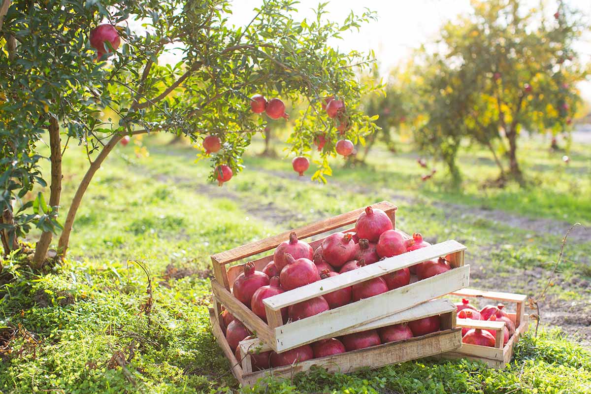 تصویر افقی نزدیک از جعبه‌های چوبی پر از میوه‌های رسیده که روی زمین در باغ انار قرار گرفته‌اند که در نور آفتاب به تصویر کشیده شده است.