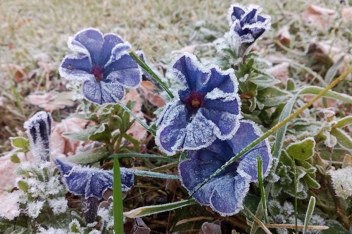 تصویر افقی نزدیک از گل اطلسی آبی در حال رشد در باغ پوشیده از یخبندان.
