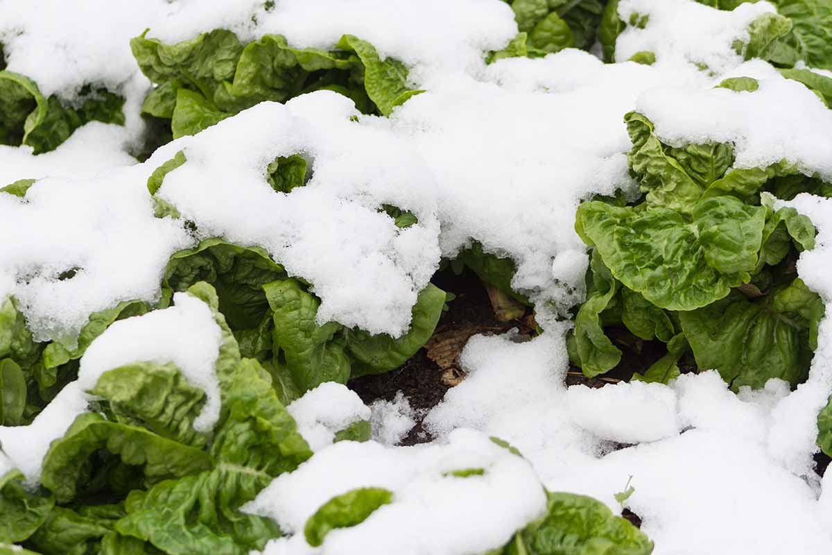 تصویر افقی نزدیک از یک تکه سبزیجات پوشیده شده در پوششی از برف.