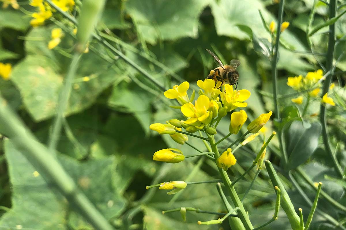 تصویر افقی نزدیک از زنبوری که از گل‌های زرد براسیکا تغذیه می‌کند که در نور آفتاب روشن روی پس‌زمینه‌ای با فوکوس ملایم به تصویر کشیده شده است.